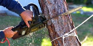 How Our Tree Care Process Works  in  Lovettsville, VA