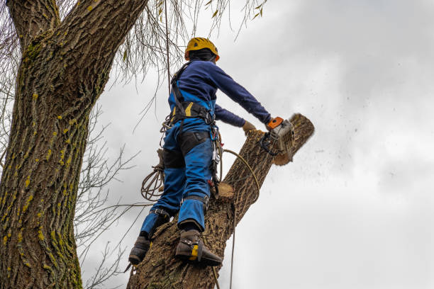 Lovettsville, VA Tree Care Services Company