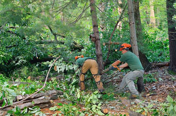 Organic Lawn Care Solutions in Lovettsville, VA